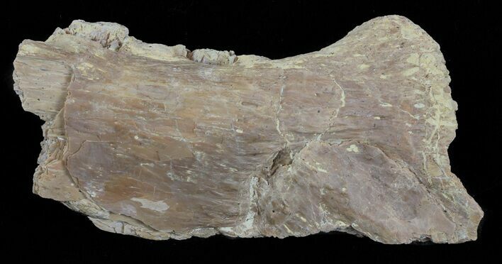 Mosasaur (Platecarpus) Jaw Section - Kansas #61476
